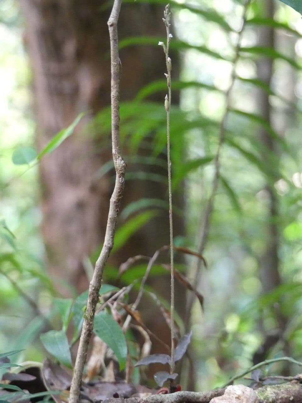 Zeuxine