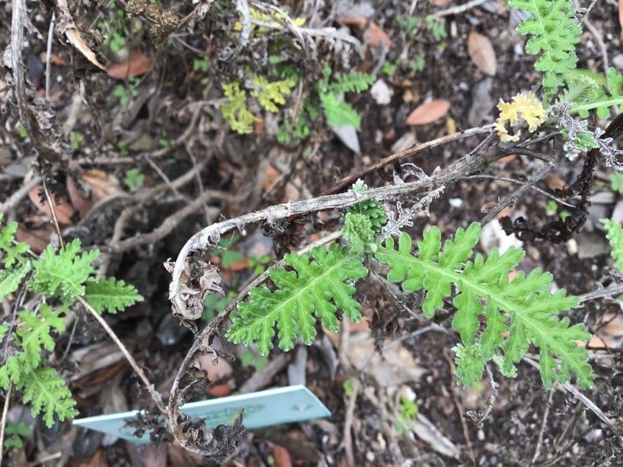 Gonospermum