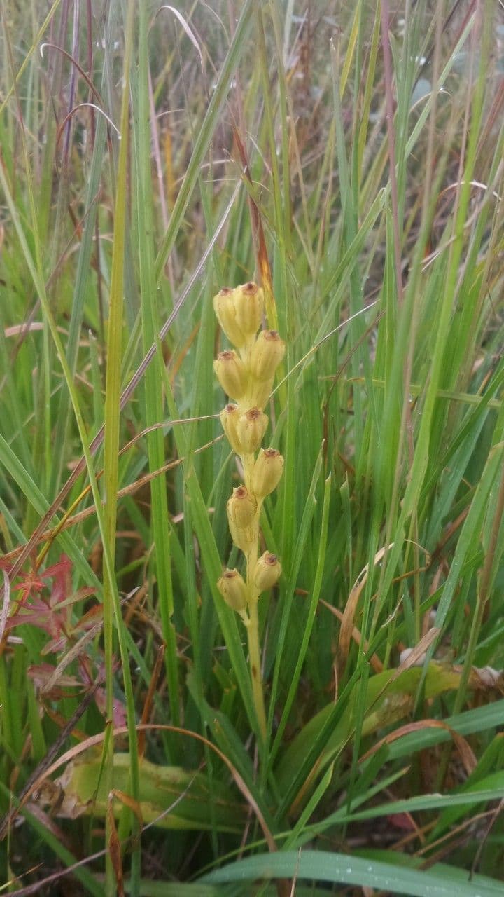 Liparide 3