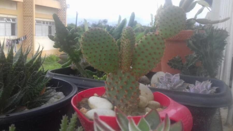 Opuntia basilaris 18