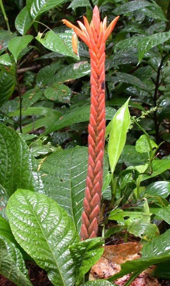 Aphelandra 12