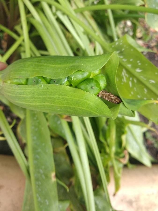 Calla