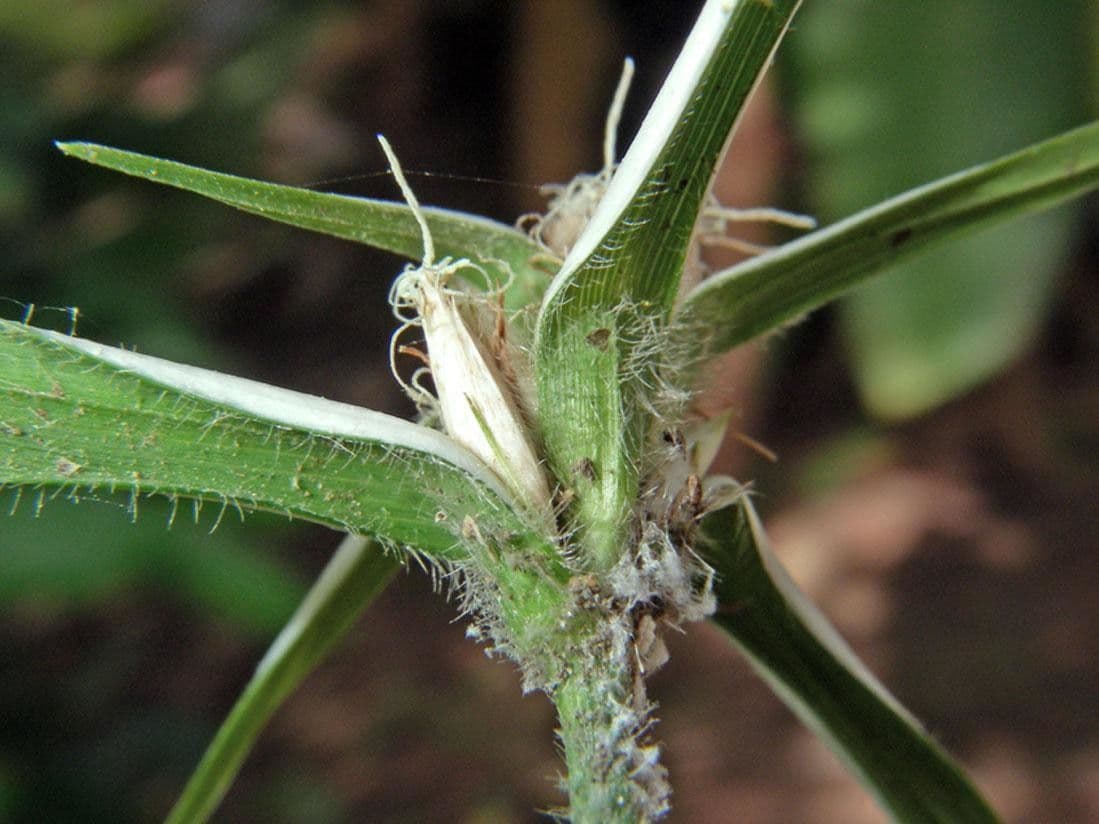 Rhynchospora 21