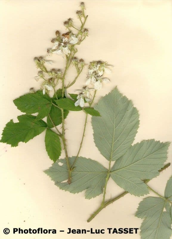 Rovo 9