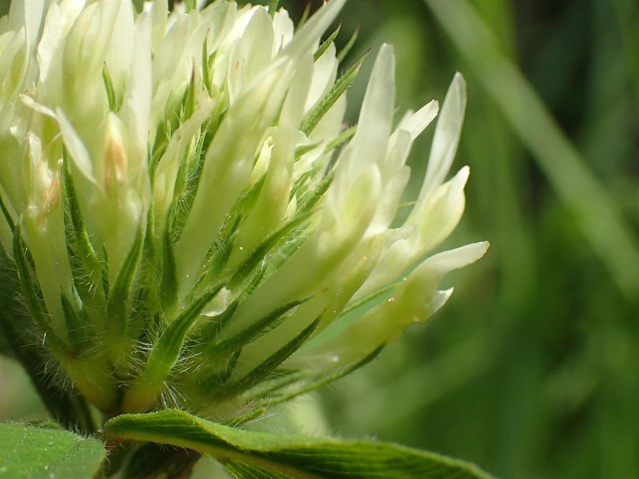 Sulphur clover 8