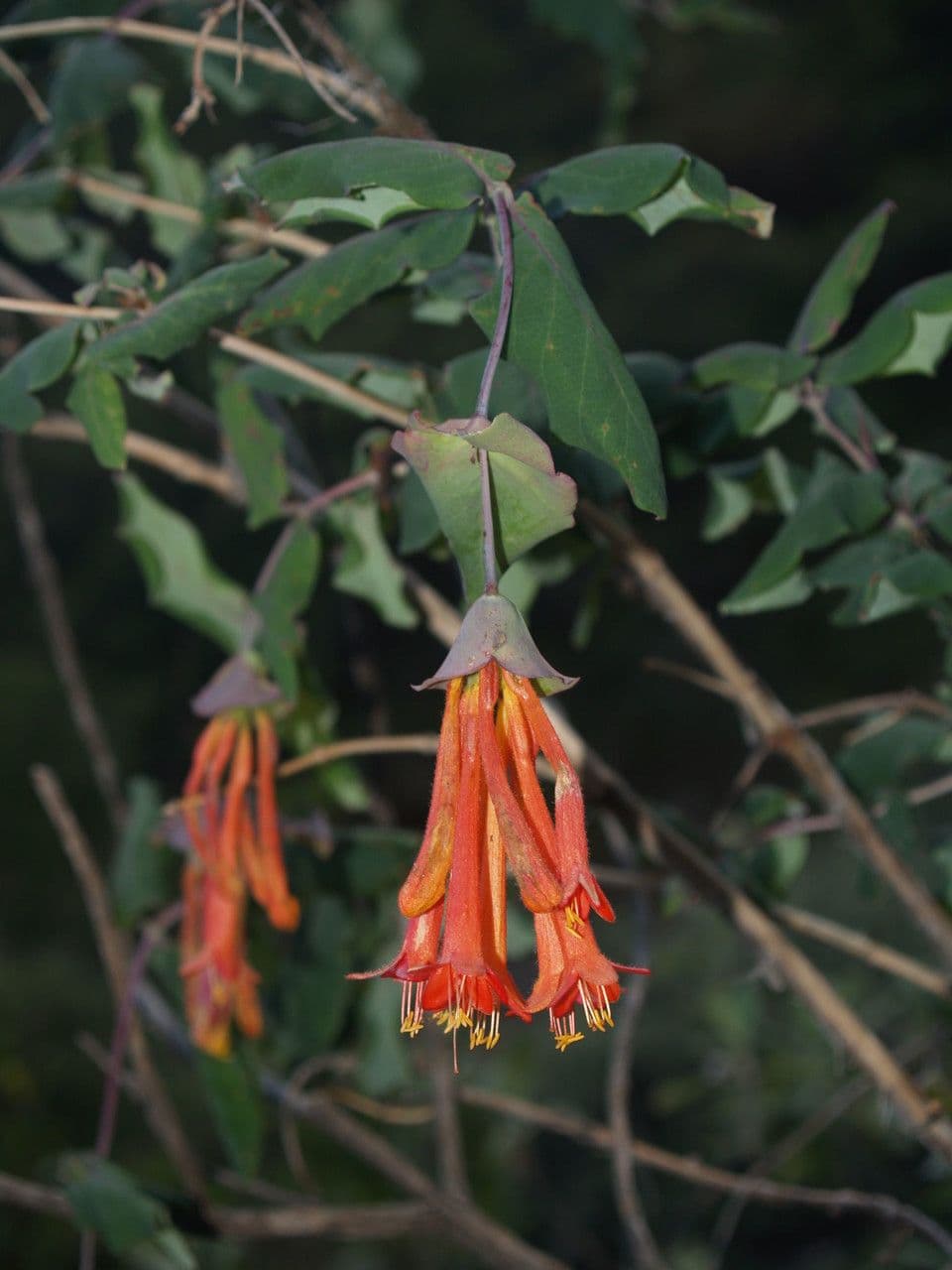 Caprifoglio 2