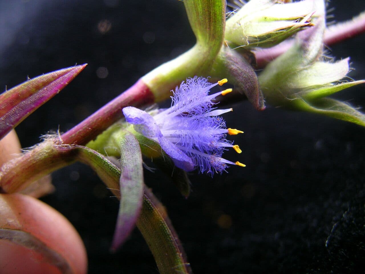 Cyanotis vaga 4