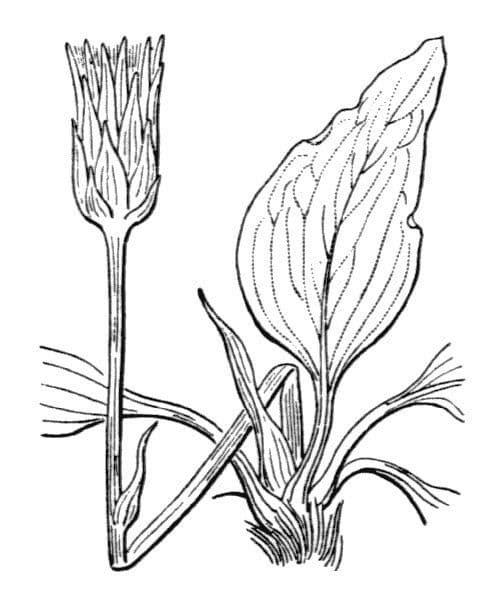 Scorzonera austriaca 22