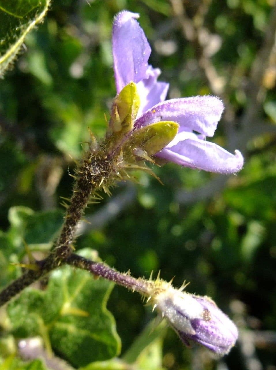 Solanum 8