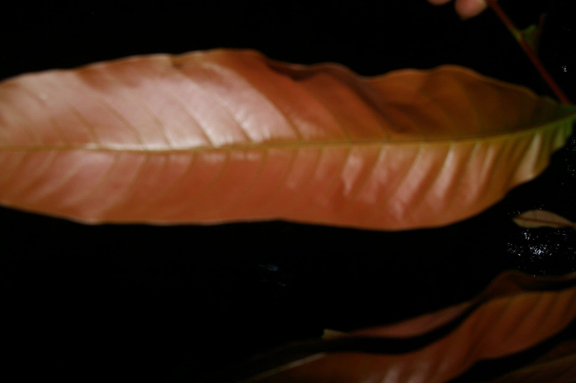 Oreomunnea 2