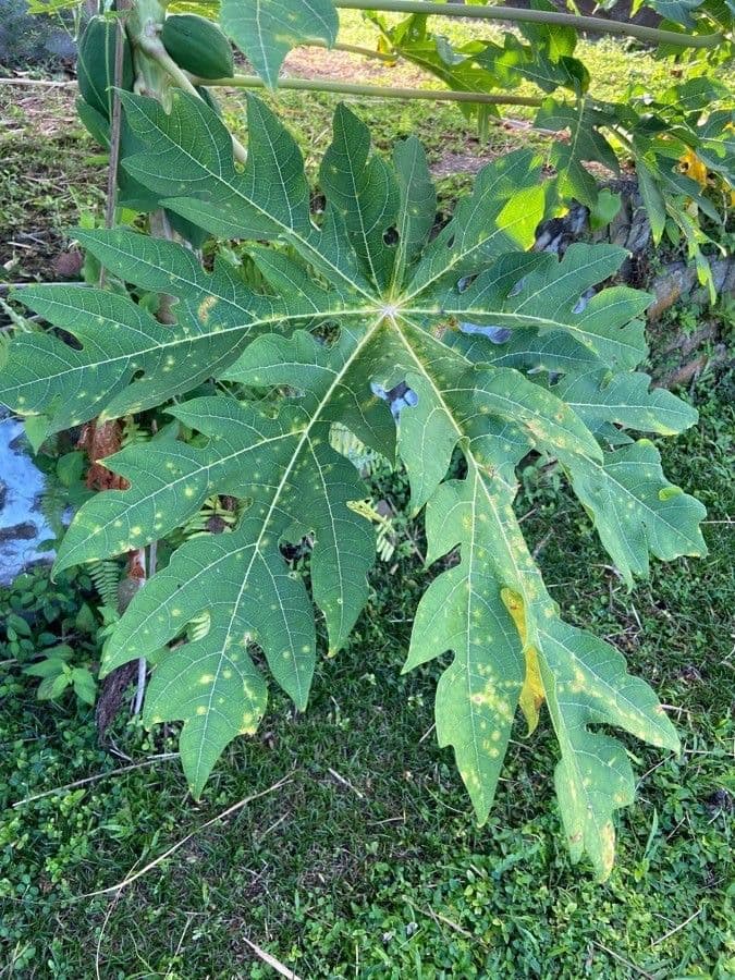 Papaya 17
