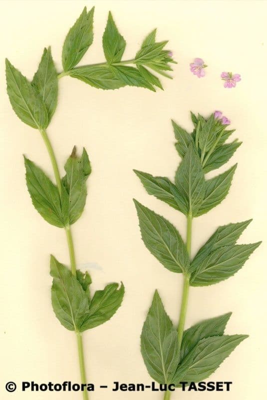 Epilobium alpestre 22