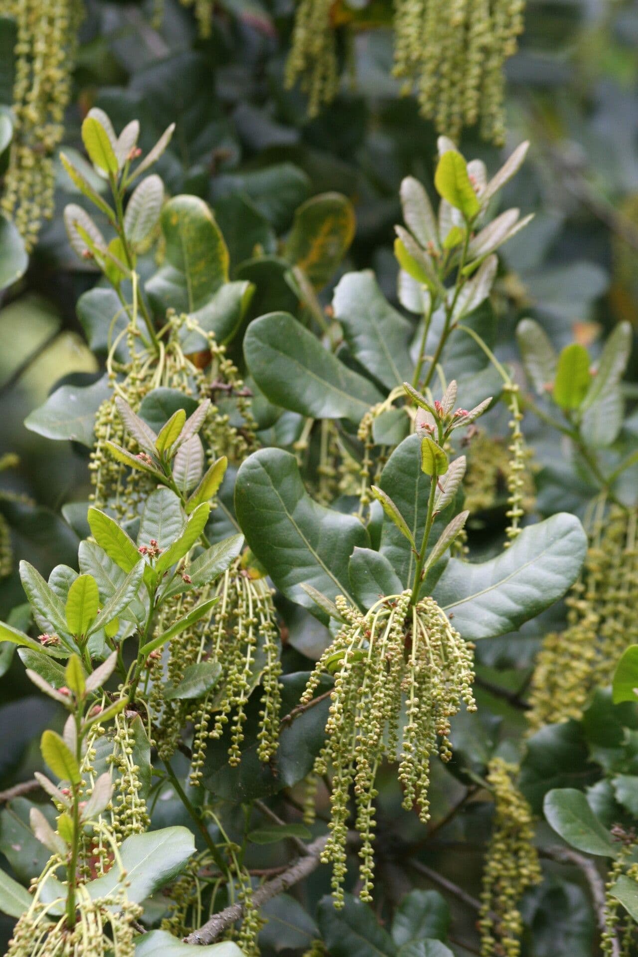 Quercia 2