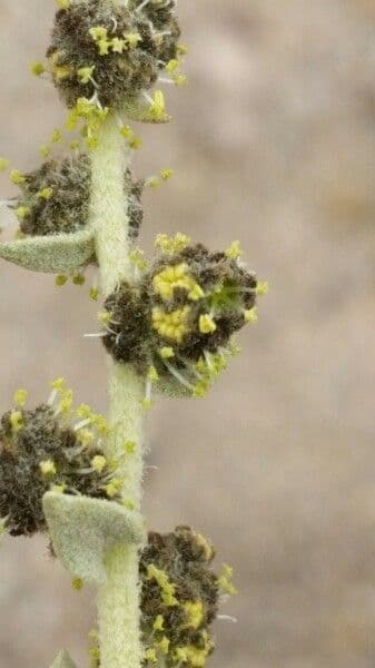 Atriplice imbricata 5