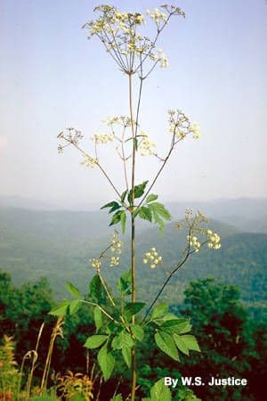Ligusticum