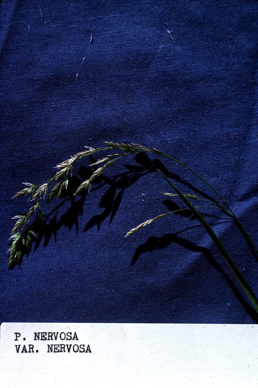 Gramigna nervosa