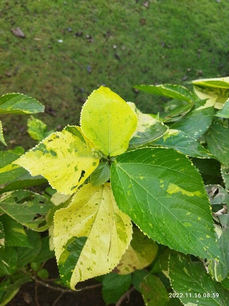 Acalypha 6