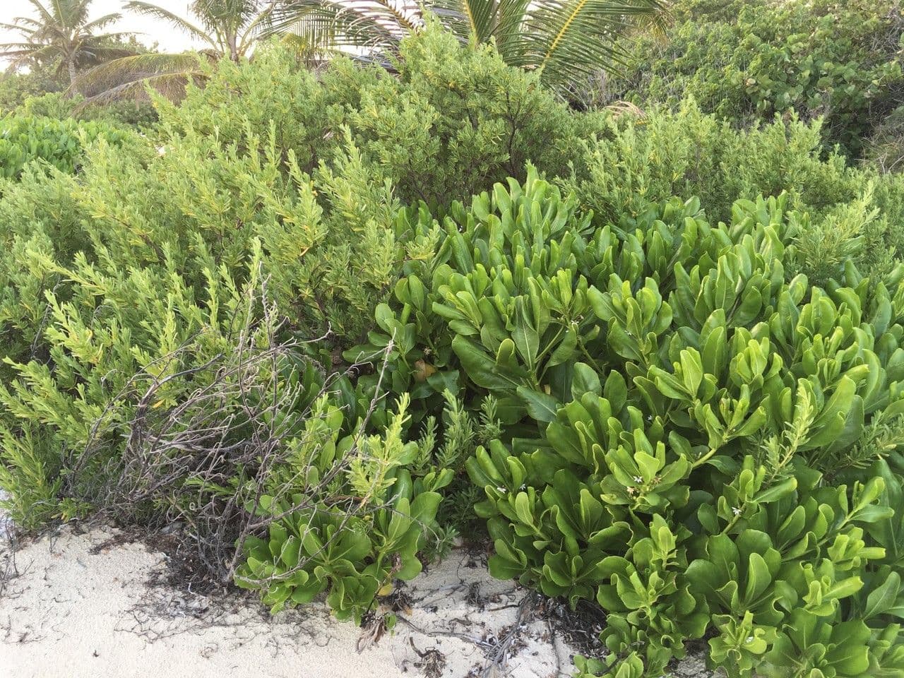 Scaevola 12