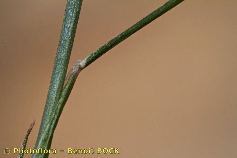 Festuca 6