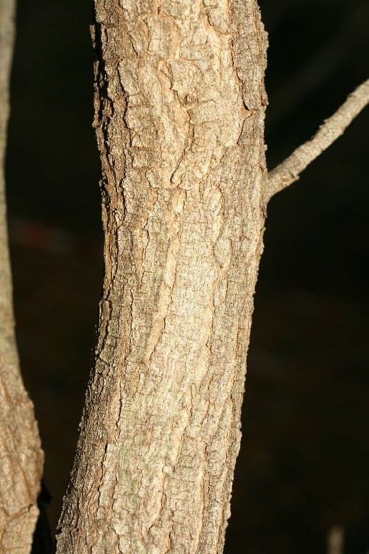 Indaco 24