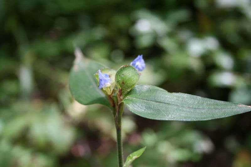 Commelina africana