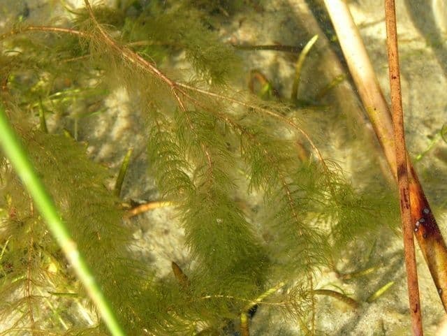 Wechselblütiges Tausendblatt 13
