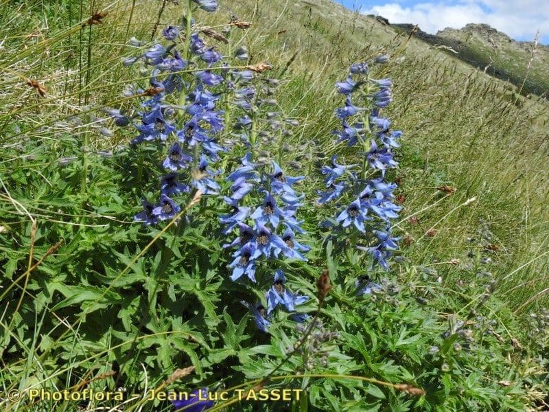 Delphinium 12