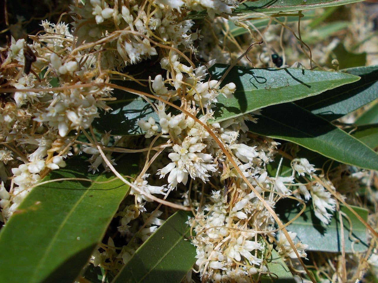 Dodder del cañón 3