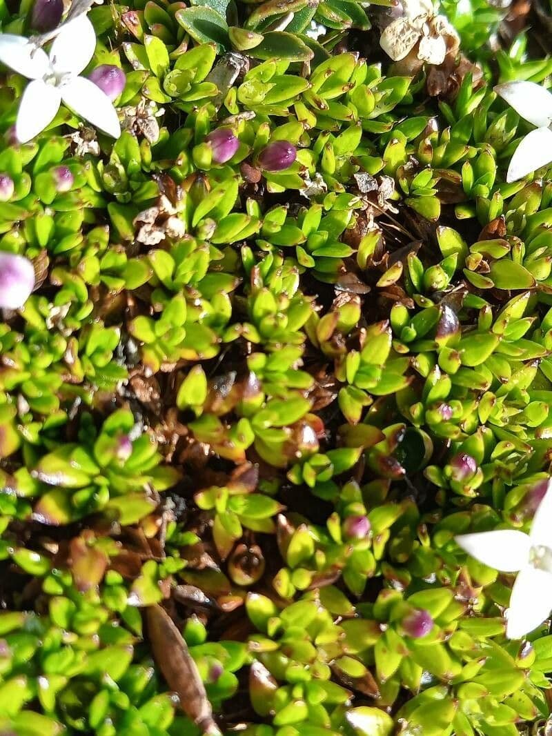 Arcytophyllum muticum 12
