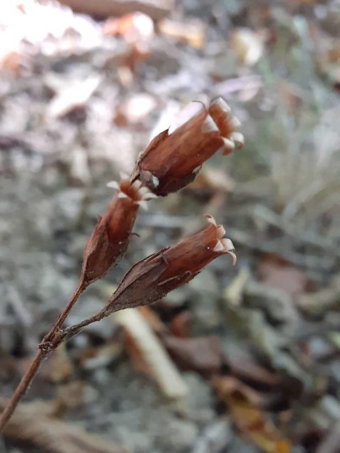 Primula maggiore