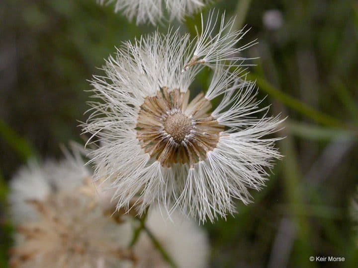 Erigeron 3
