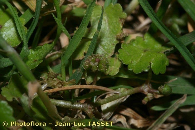Hydrocotyle sibthorpioides 27