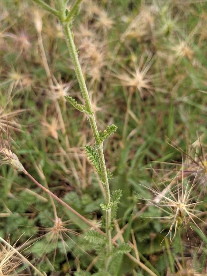 Achillea odorata 21