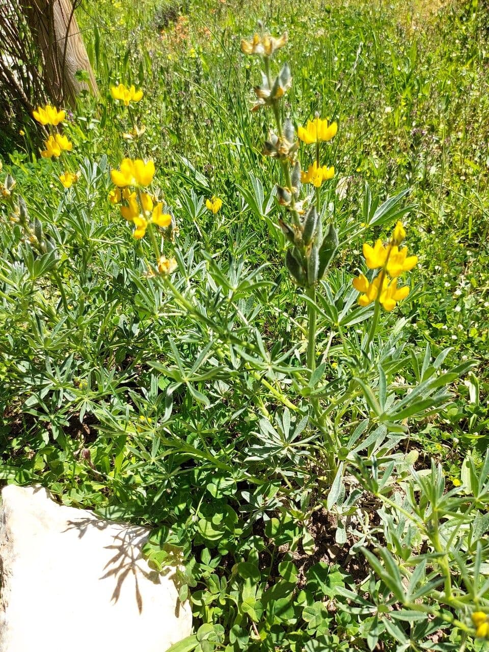 Gelbe Lupine 15
