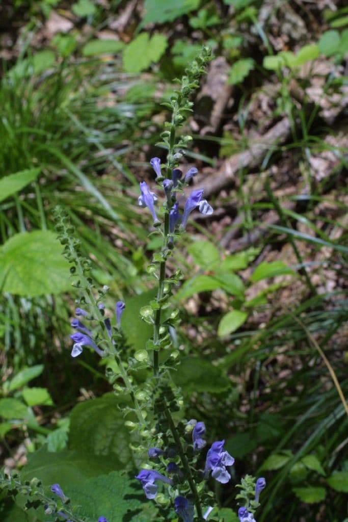 Scutellaria ovata 6