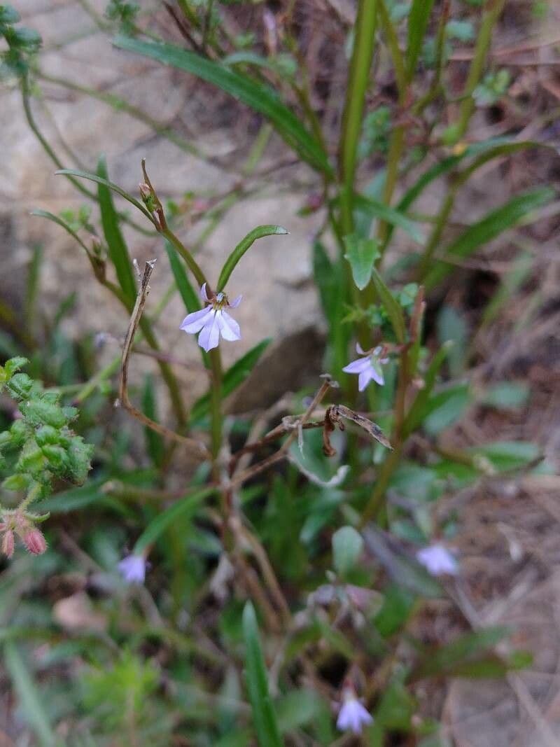 Zweilappige Glockenblume 3
