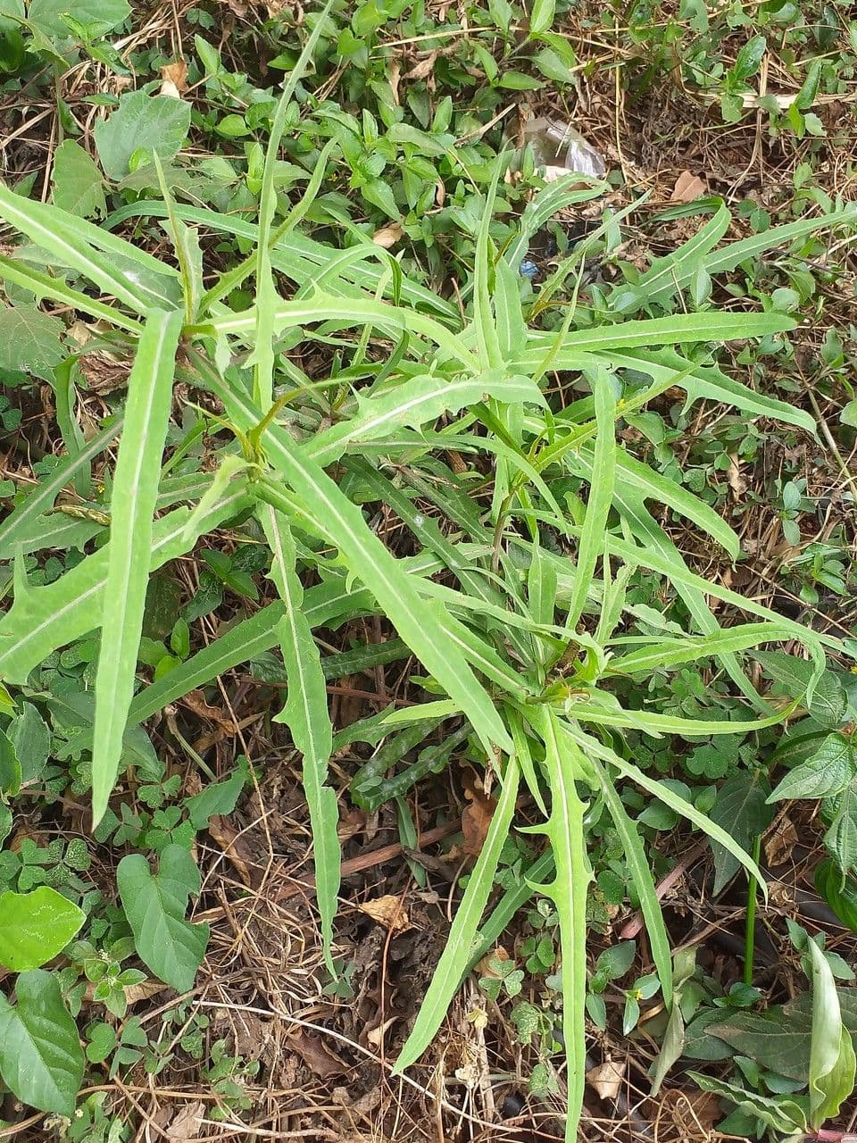 Lactuca indica 13