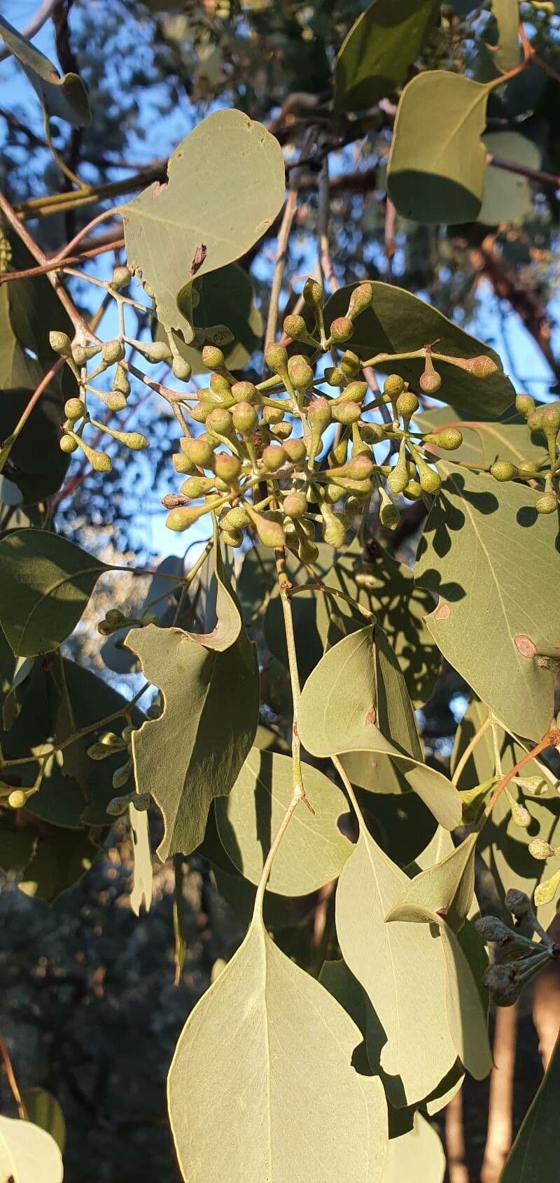 Vielblütiger Eukalyptus 8