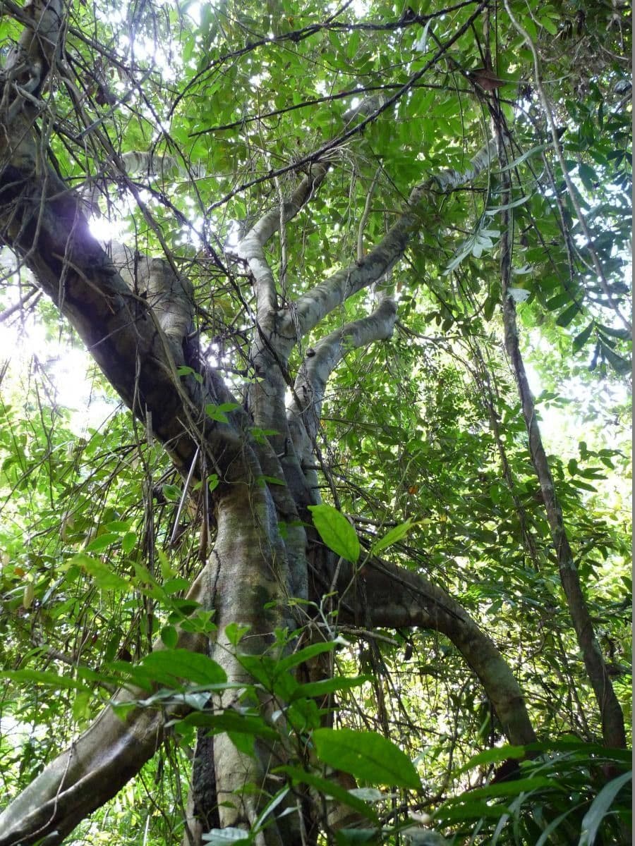 Xylopia 2