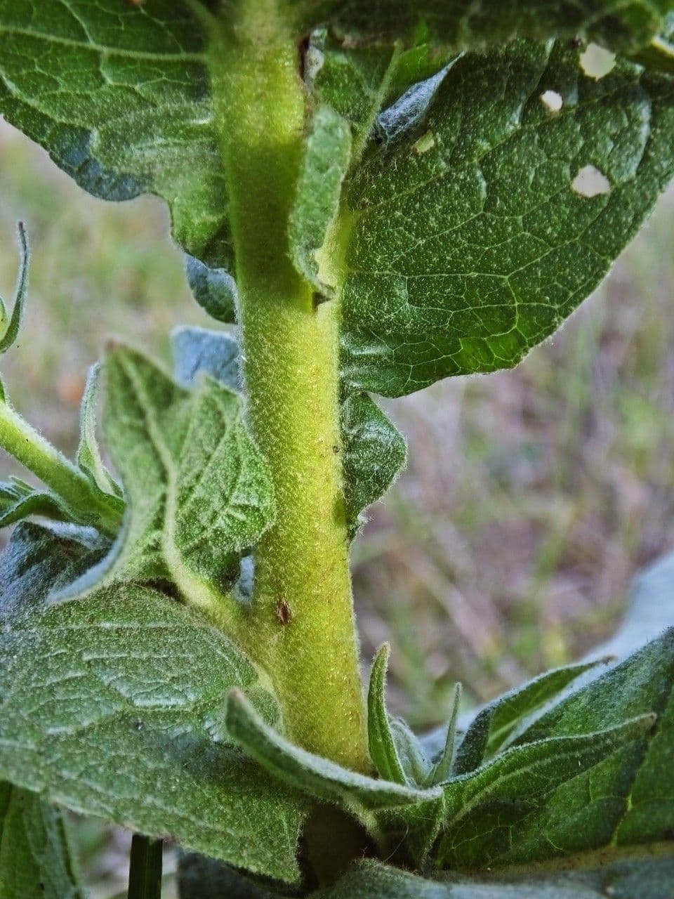 Verbasco phlomoides 24