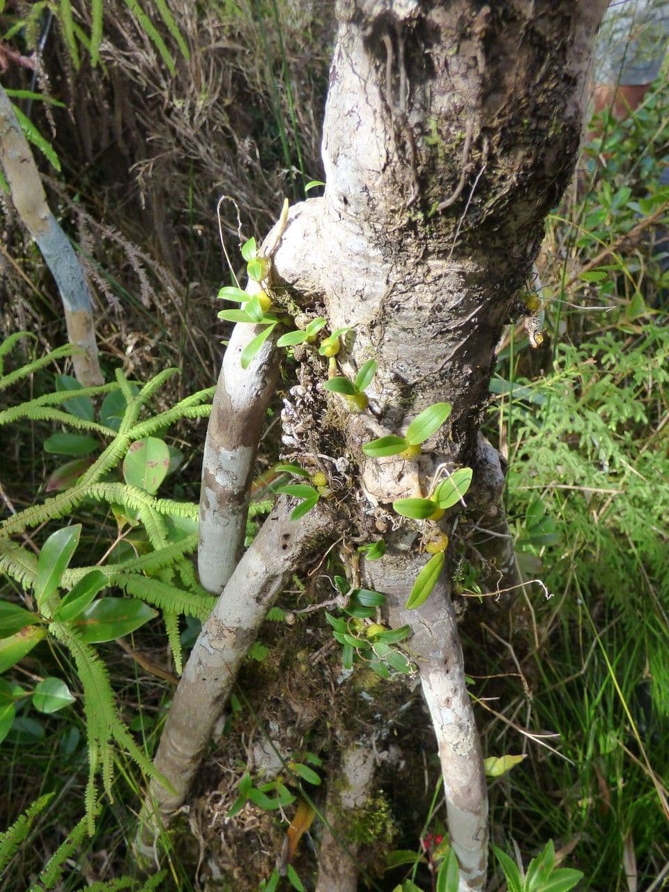 Bulbophyllum 6