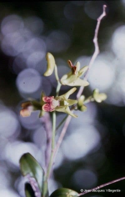 Dendrobium 3