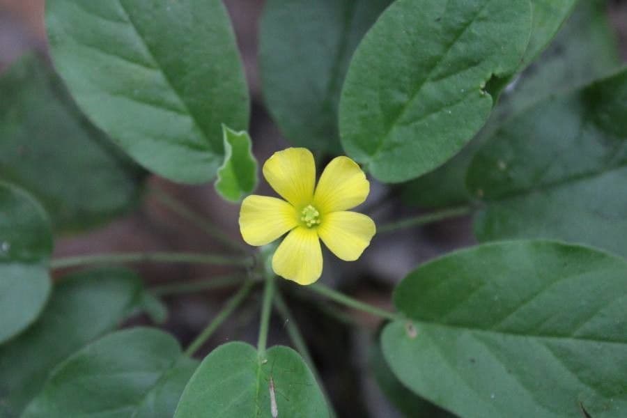 Acetosa dichondrifolia