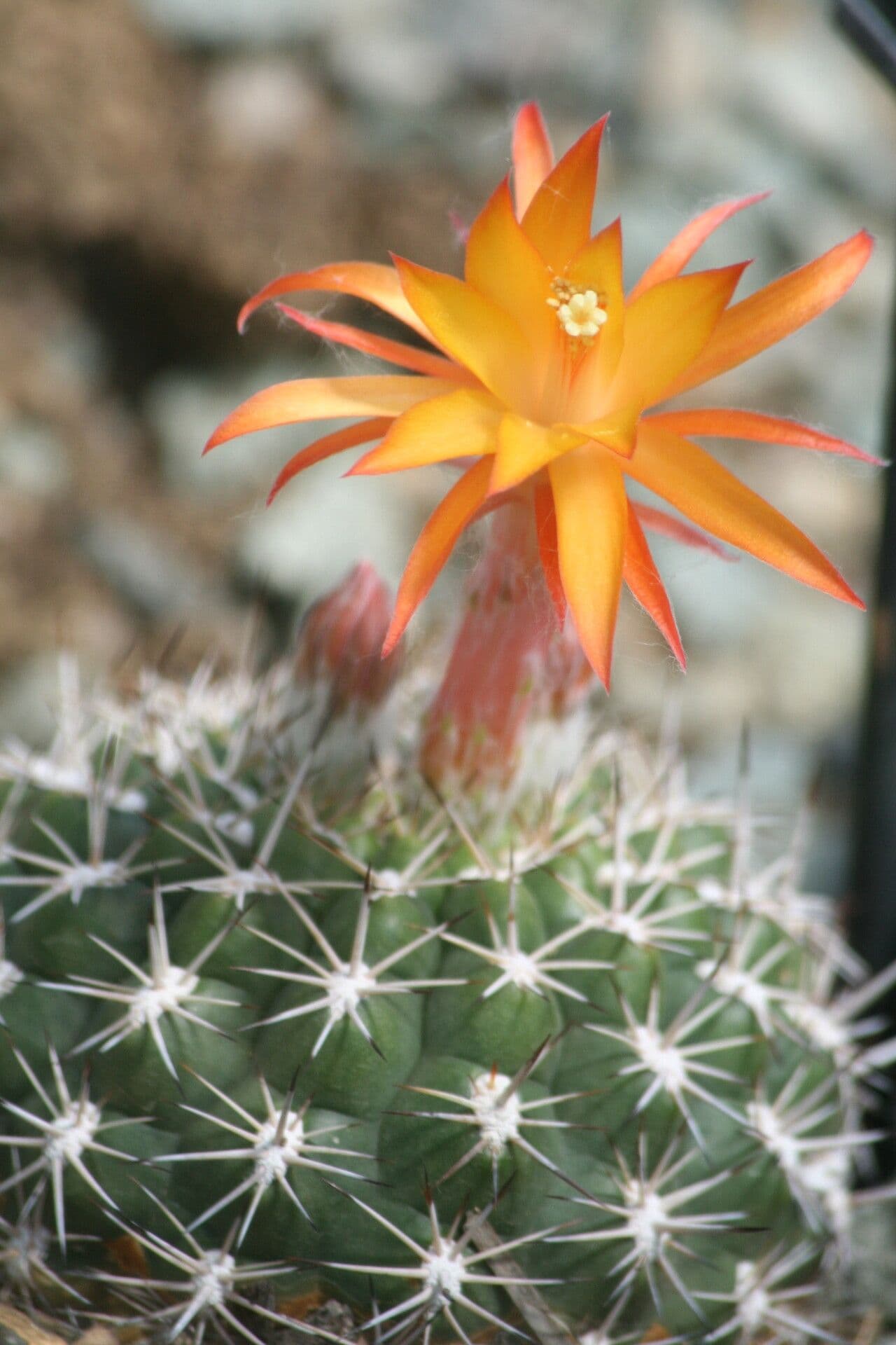 Matucana