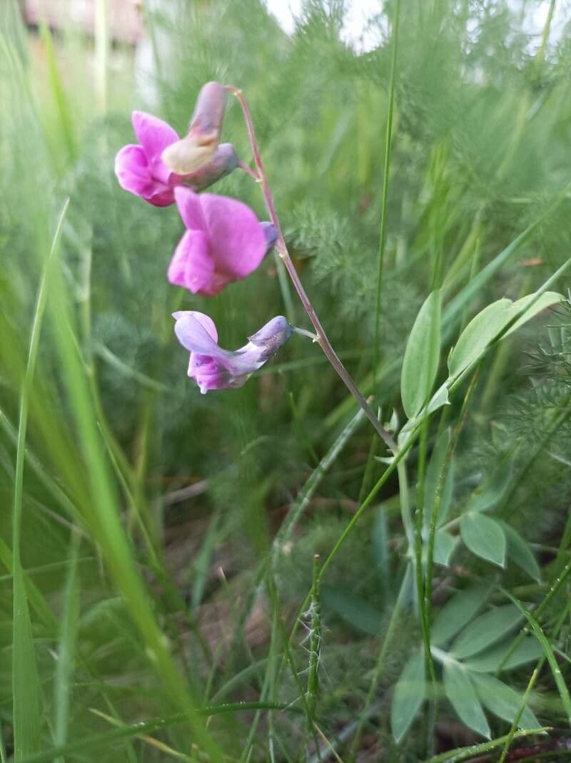 Groszek skrzydlasty 10