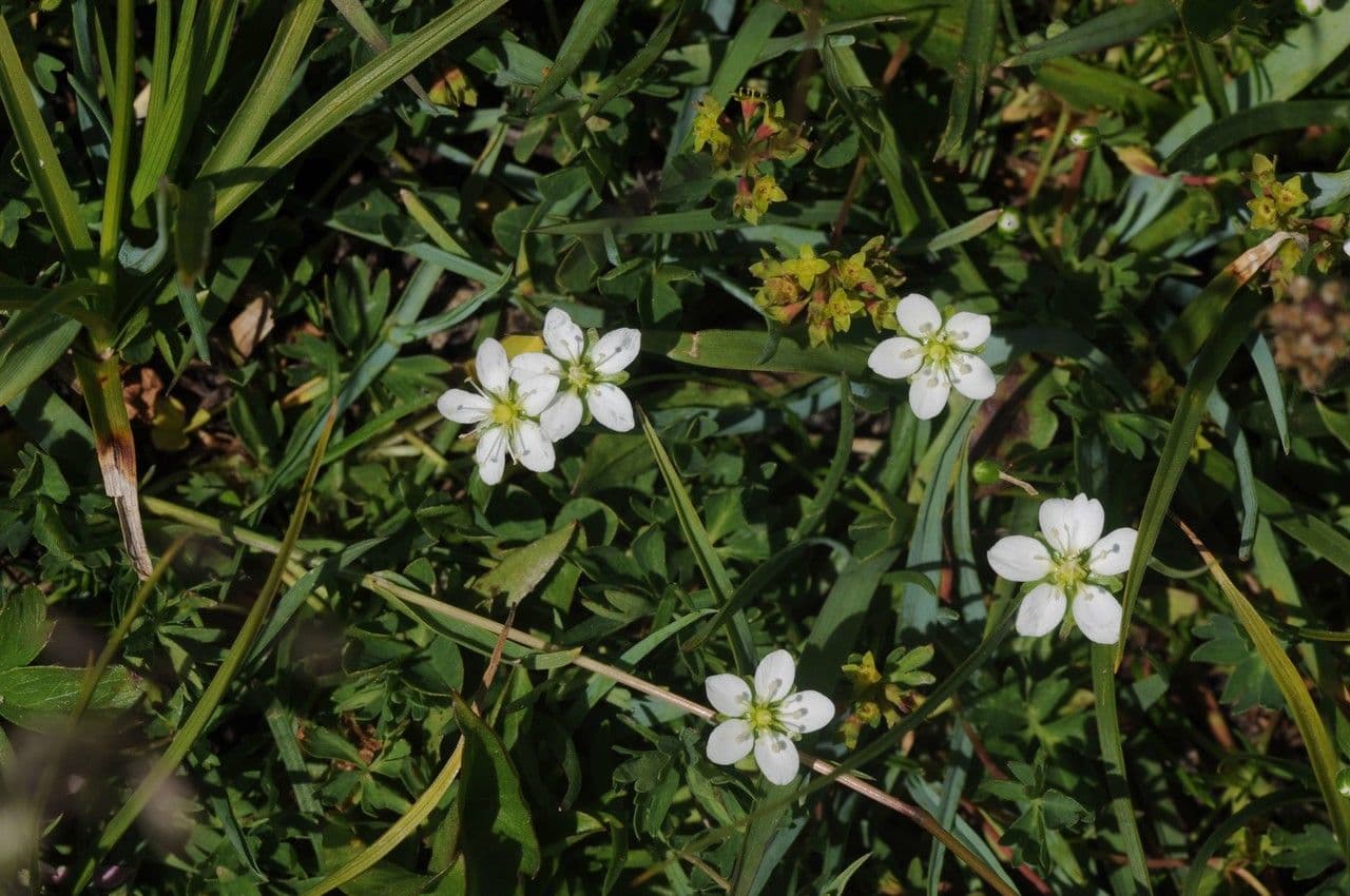 Minuartia recurva 7