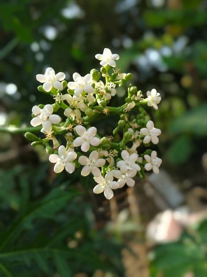 Chaya 7