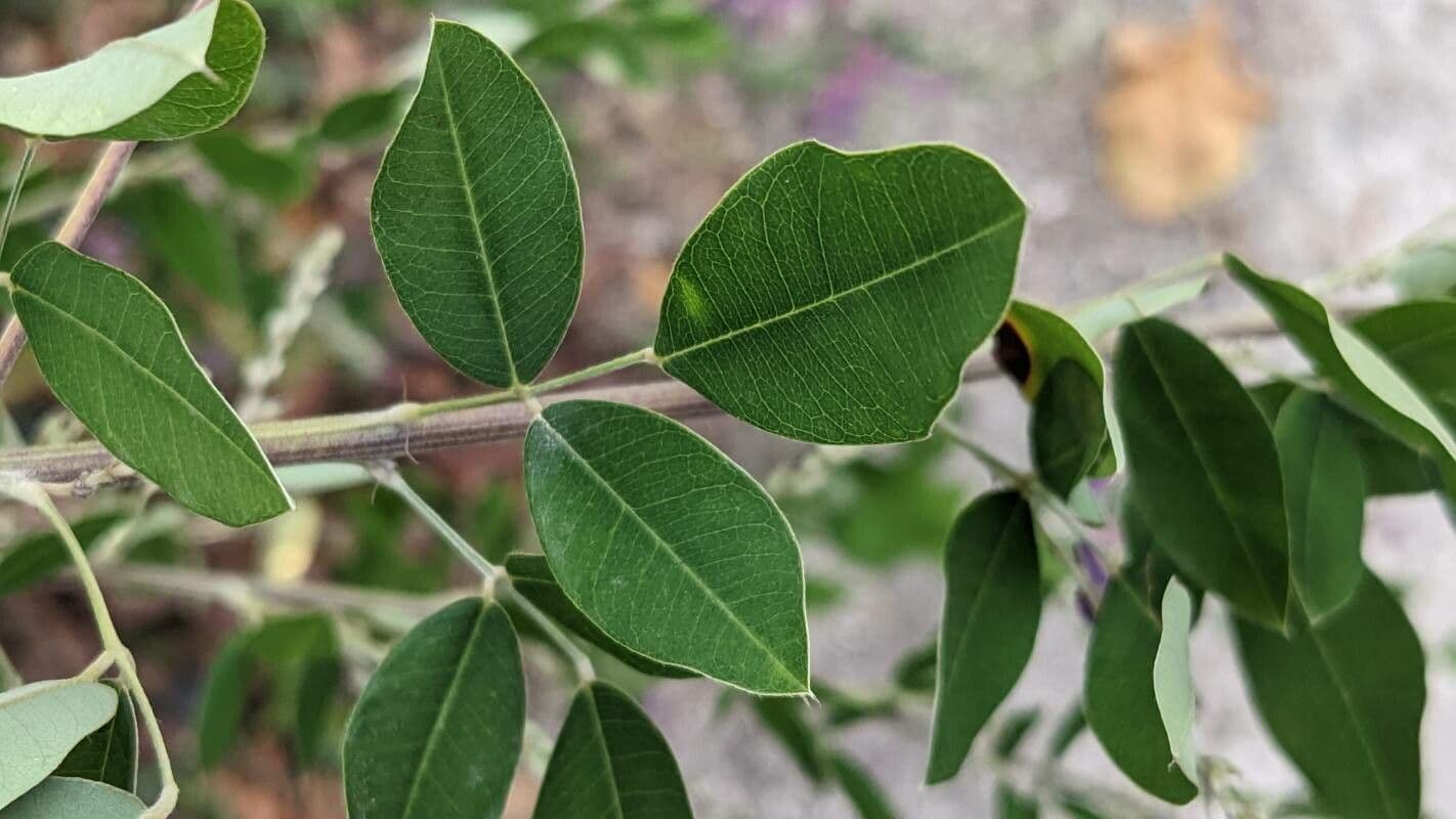 Lespedeza bicolore 15
