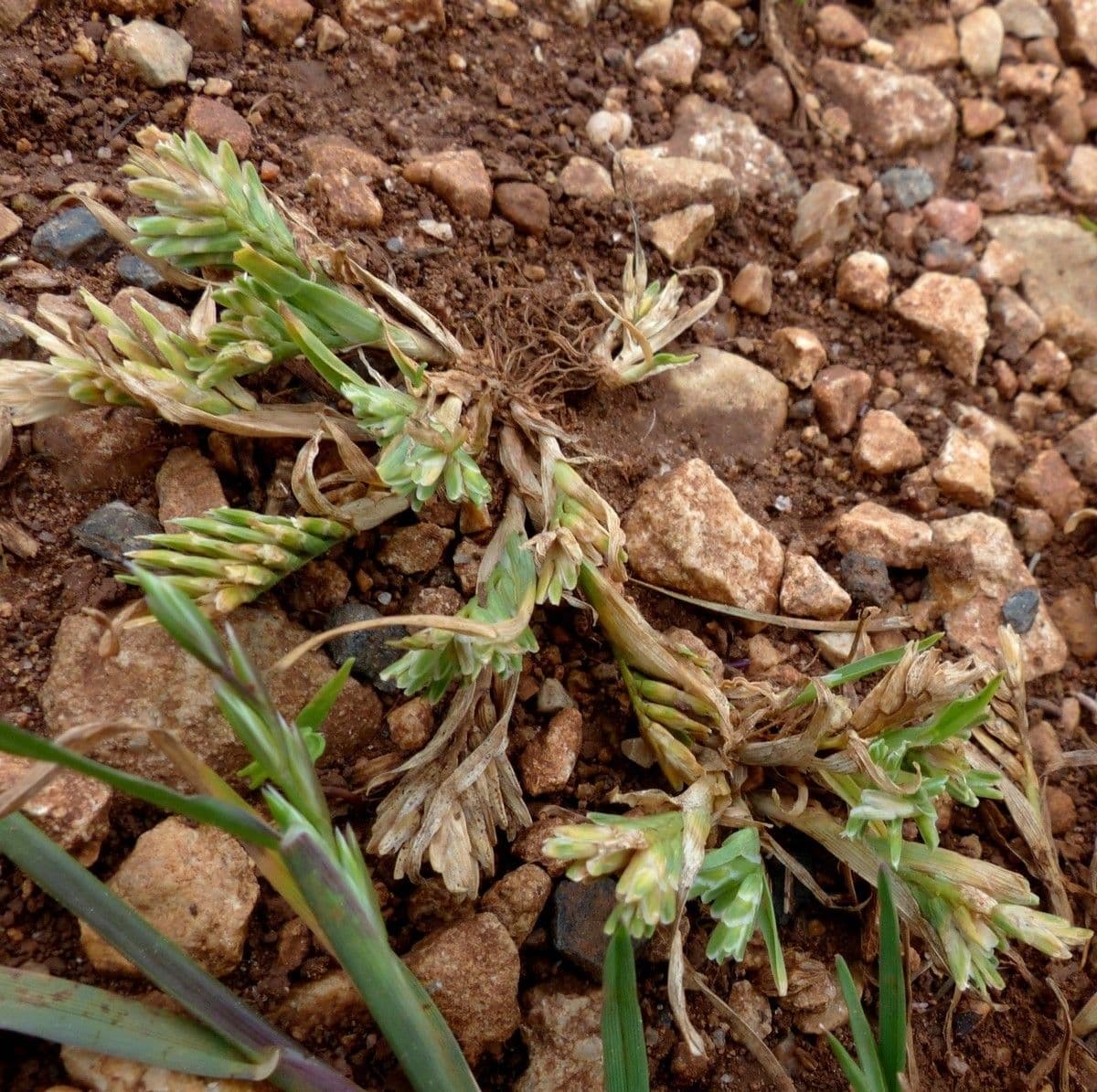 Sclerochloa 13
