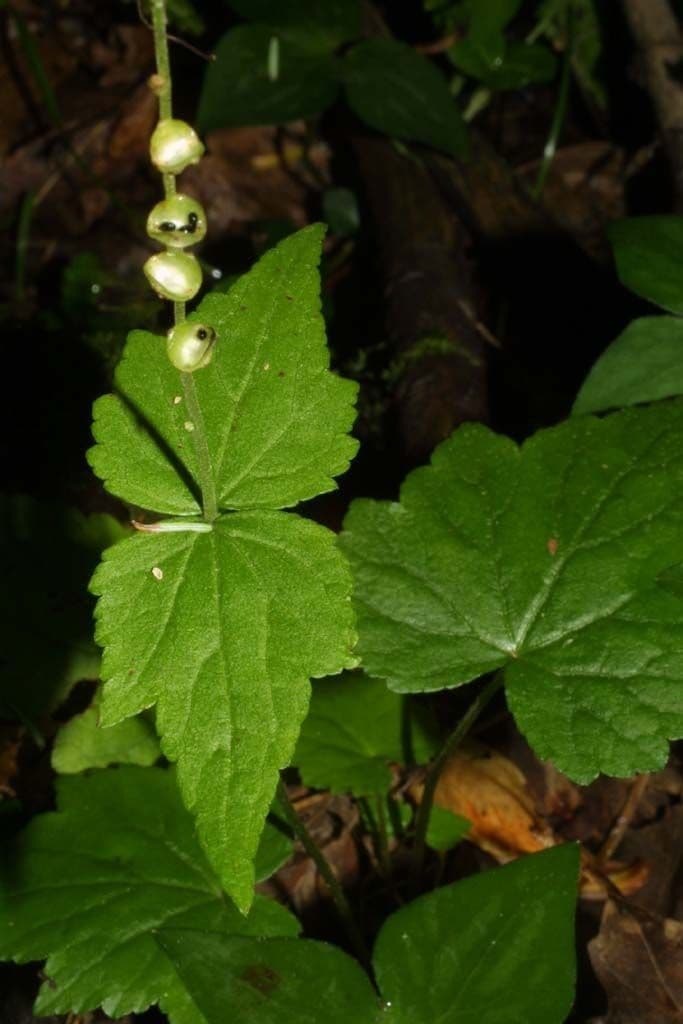 Mitella diphylla 15